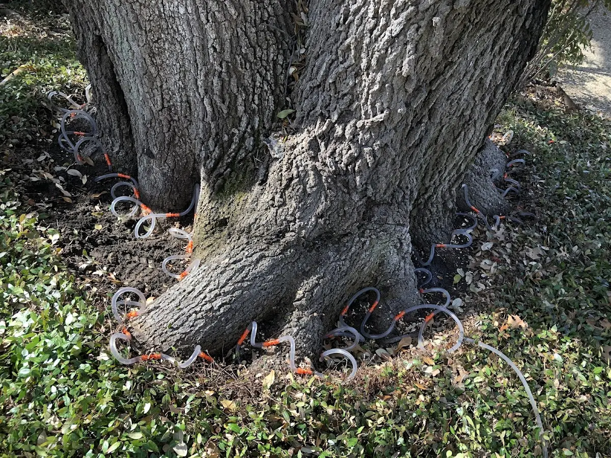 Detailed Tree Cabling and Bracing job site in Depauw