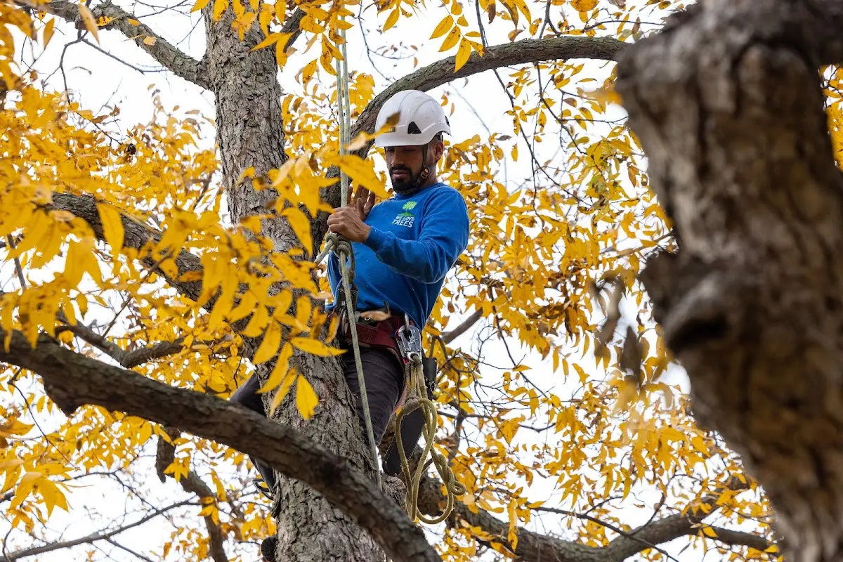 Skilled Tree Transplanting crew working in Depauw